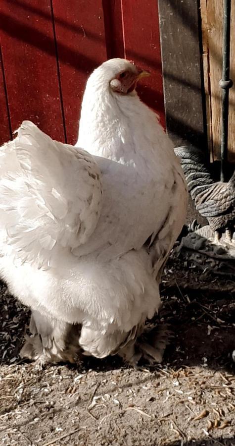 Weinberg 16 Lägenhet Elsenfeld Exteriör bild
